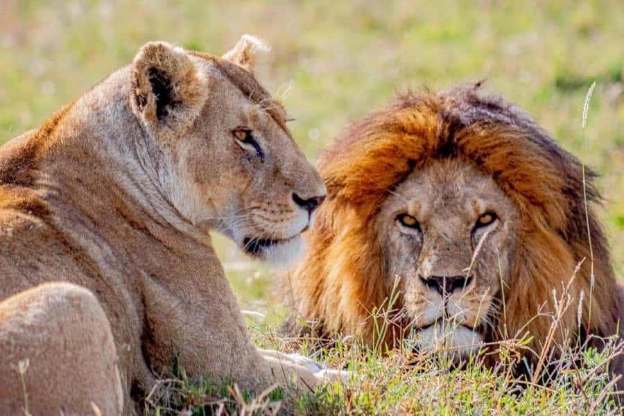 From Zanzibar: Selous Game Reserve Full-Day Safari - Key things to know before you go