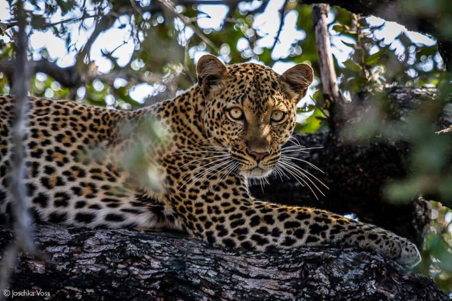 From Zanzibar: Selous Game Reserve Full-Day Safari - From Zanzibar at 5:30 AM: the day starts fast