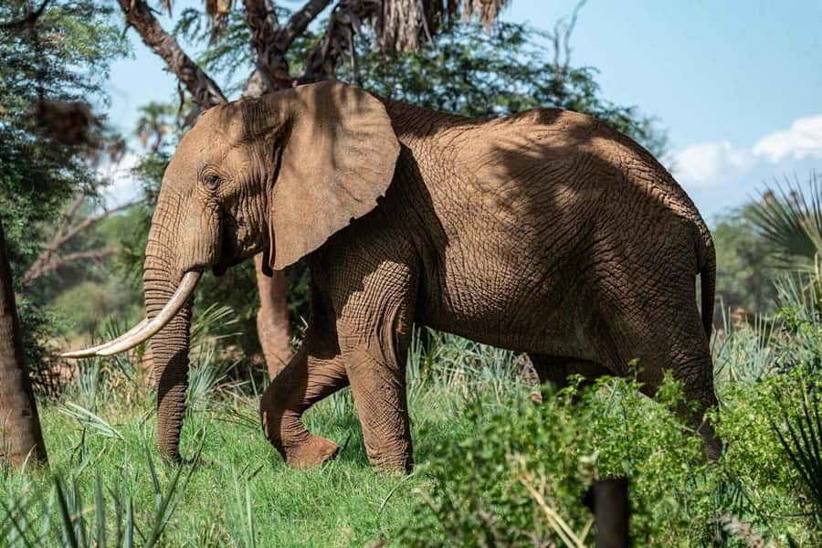 From Zanzibar: Selous Game Reserve Full-Day Safari - Inside the park: what you actually do during the 7 hours