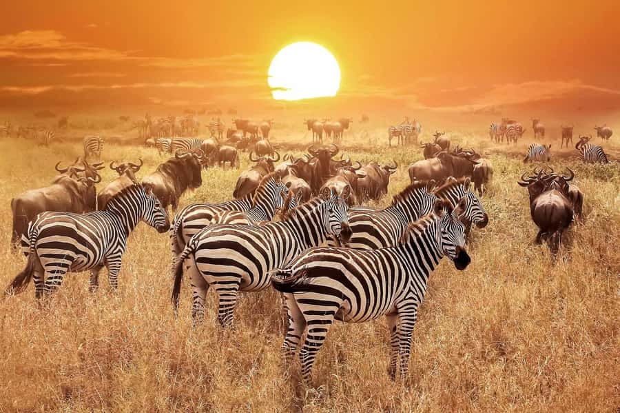 From Zanzibar: Selous Game Reserve Full-Day Safari - Bush lunch in the reserve: a break that keeps you in safari mode