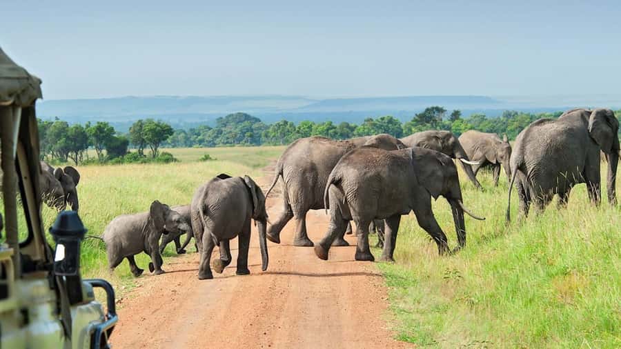 From Zanzibar: Selous Game Reserve Full-Day Safari - Wildlife expectations without the fantasy checklist