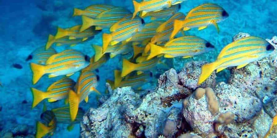 From Zanzibar: Starfish, Blue Lagoon, & The Rock Restaurant - Should you book Starfish, Blue Lagoon, & The Rock Restaurant?