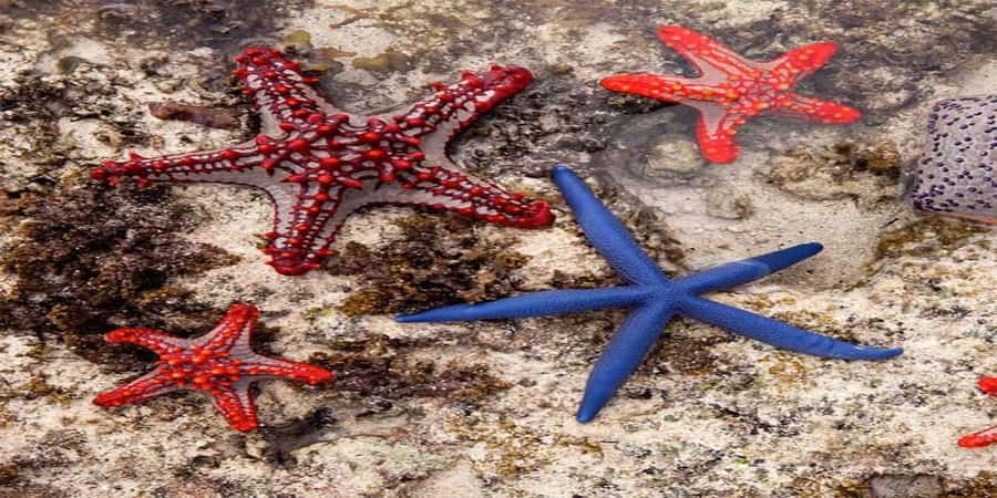 From Zanzibar: Starfish, Blue Lagoon, & The Rock Restaurant - A 5-hour Zanzibar combo that hits three moods