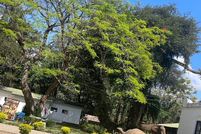 Full Day Arusha City Tour - Stop 4: Maasai Market Curios and Crafts, shopping with local energy