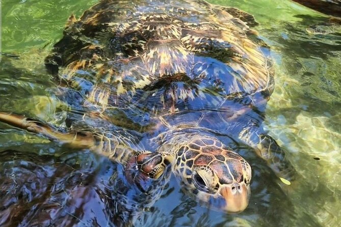 Full day Dolphin tour, Nungwi and Kendwa Beach Tour with Lunch - Nungwi village, wooden dhow building and the fish market pulse