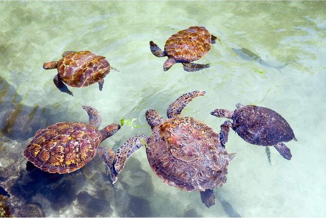Full day Dolphin tour, Nungwi and Kendwa Beach Tour with Lunch - Kendwa Beach finale, sand time and sunset views