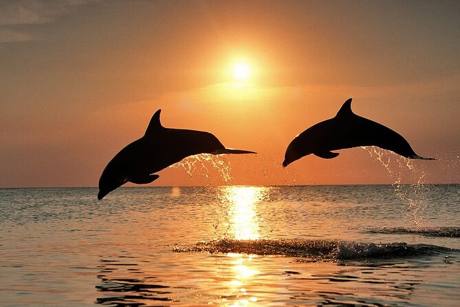 Full-Day Guided private Dolphins tour+ Monkeys + Stone town &spice Farm Zanzibar - Mnemba Island: dolphins in the morning, snorkeling over coral