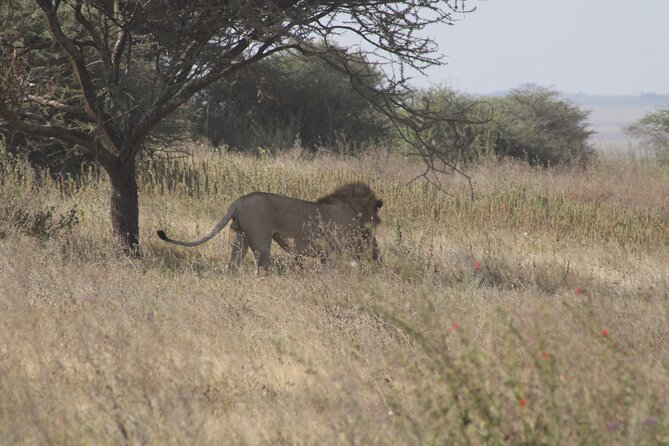 Full-Day Ngorongoro Crater private tour - Should you book this Ngorongoro Crater private tour?