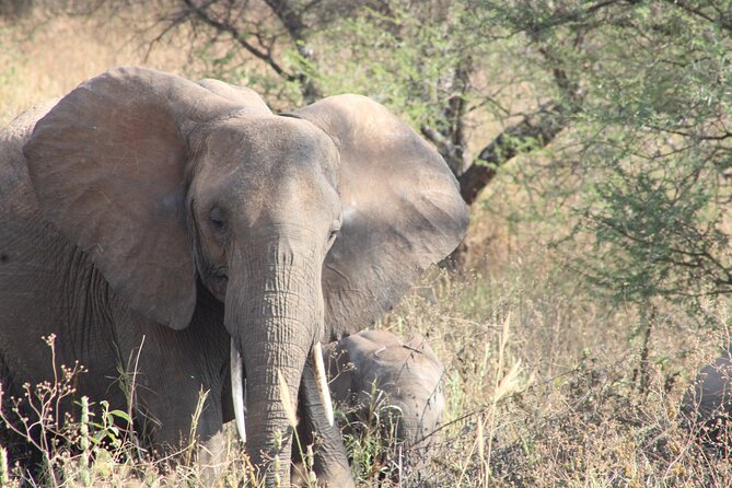 Full-Day Ngorongoro Crater private tour - Inside the crater: what a custom 4x4 game drive changes