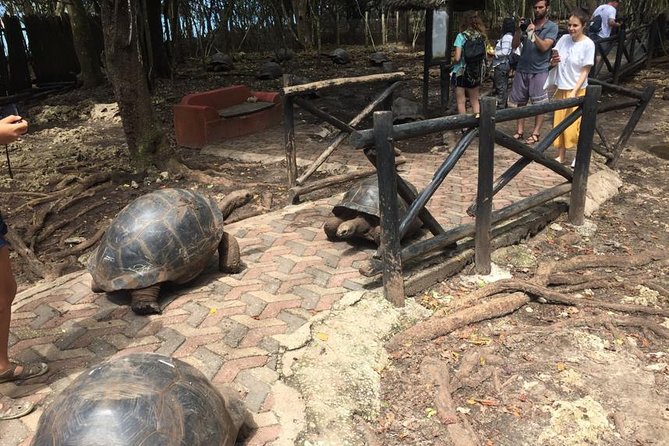 Full-day Prison Island, Nakupenda and Stone Town Tour with Lunch Buffet - Nakupenda Beach Nature Reserve: swimming, snorkeling, and lunch on the sandbank