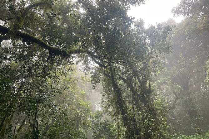 Full Day Private Hiking Tour to Kilimanjaro Mountain - Arriving at Mandara Hut: The Best Part of the Climb (and Why)