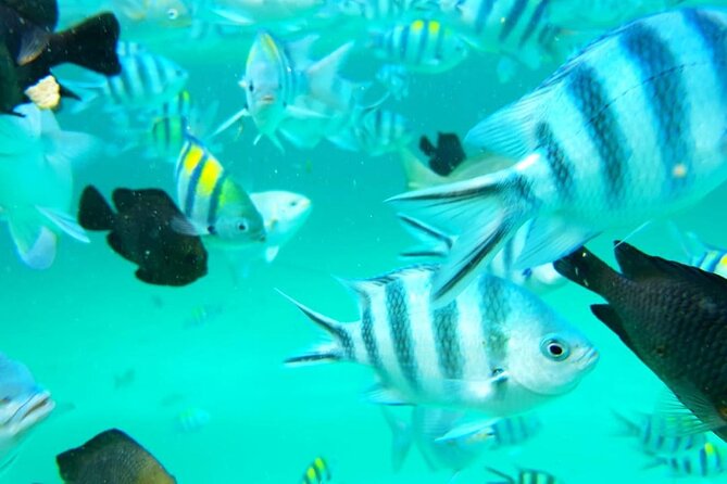 Full Day Private Mnemba Island + Turtles Aquarium & Kendwa Beach - Baraka Natural Aquarium (Nungwi): turtles, photos, and a calm change of pace