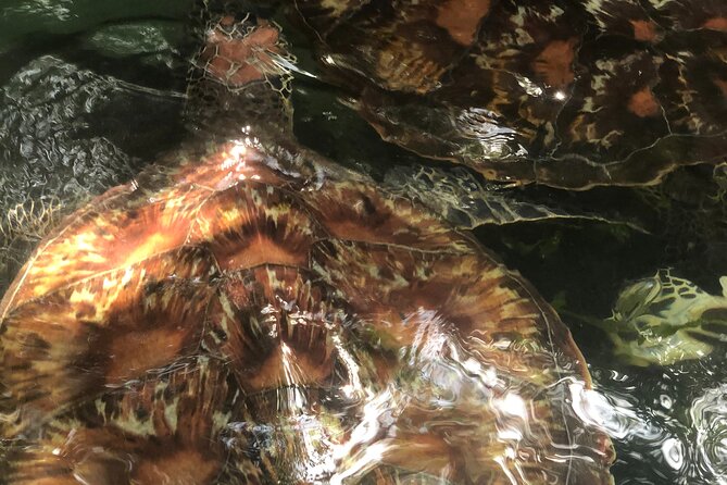Full Day Private Mnemba Island + Turtles Aquarium & Kendwa Beach - Kendwa Beach: sunbathing, walking, and keeping lunch flexible