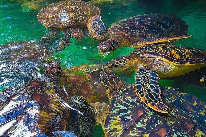 Full Day Private Mnemba Island + Turtles Aquarium & Kendwa Beach - Dolphin time: swimming, filming, and a practical expectation check