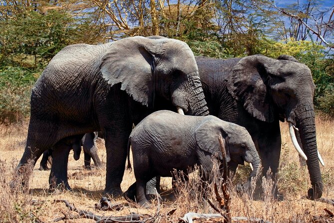 Full Day Private Safari - Tarangire National Park - Key highlights worth planning around