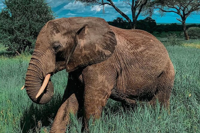 Full Day Private Safari - Tarangire National Park - Tarangire wildlife targets: elephants, baobabs, and the year-round water factor