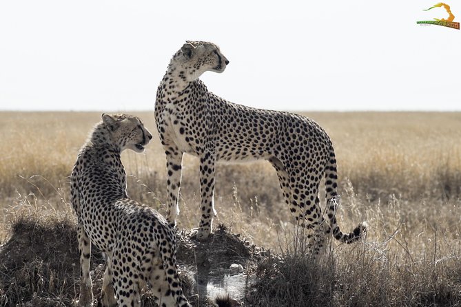 Full-Day Private Serengeti Safari from Mwanza - Serengeti Safari Day Tries to Pack a Lot Into One Morning