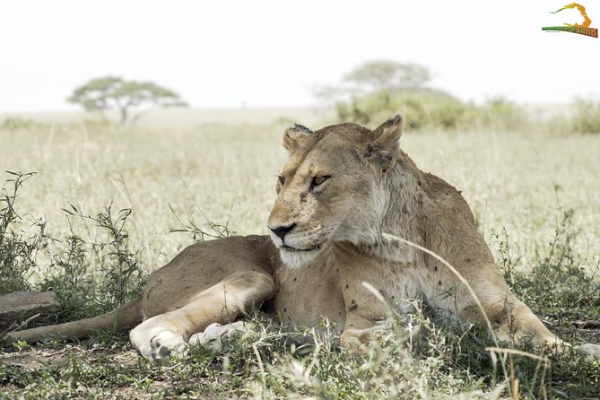 Full-Day Private Serengeti Safari from Mwanza - Safety and Communication, Why That Tracking System Matters