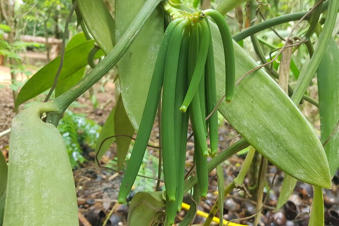Full Day Private Spice Farm Stone Town and Prison Island - Price and value: what $90 per person really covers