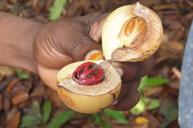 Full Day Private Stone Town, Spice Farm & Prison Island Tour - How the Day Flows From 7:30 AM Stone Town to Changuu Island