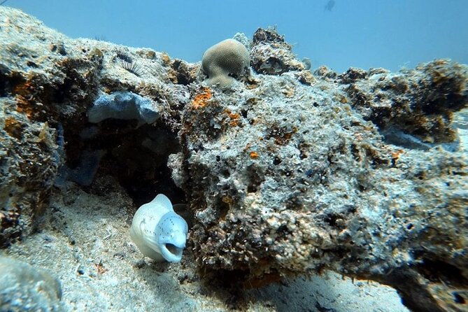 Full Day Private Zanzibar Tour with Sunset Beach - Baraka Natural Aquarium in Nungwi: Turtle Watching Up Close