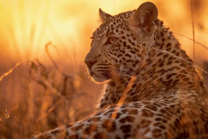 Full Day Safari to Mikumi National Park from Zanzibar with Lunch - Key highlights at a glance