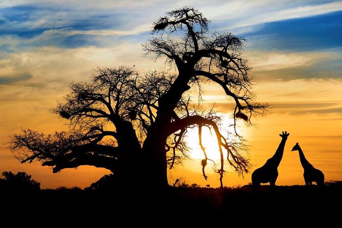 Full Day Safari to Mikumi National Park from Zanzibar with Lunch - From Zanzibar to Mikumi: The Flight That Protects Your Game-Drive Time
