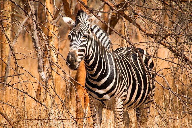 Full Day Safari to Mikumi National Park from Zanzibar with Lunch - Your Guide and Driver: What Good Spotting Looks Like in Real Time