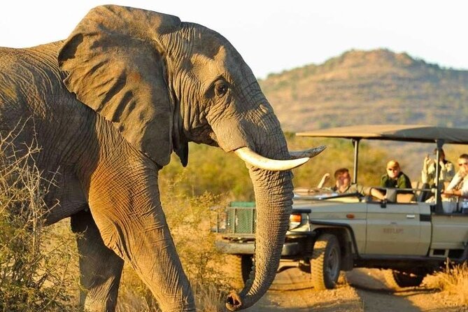 Full Day Safari to Mikumi National Park from Zanzibar with Lunch - Price and Value at $3,000 Per Person