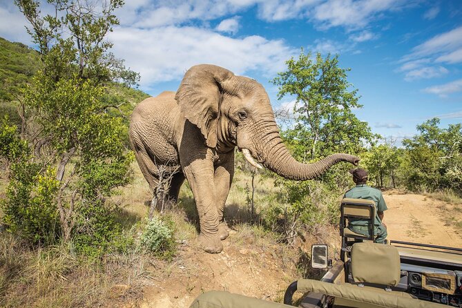 Full Day Safari to Mikumi National Park from Zanzibar with Lunch - Who Should Book This Mikumi Safari From Zanzibar?