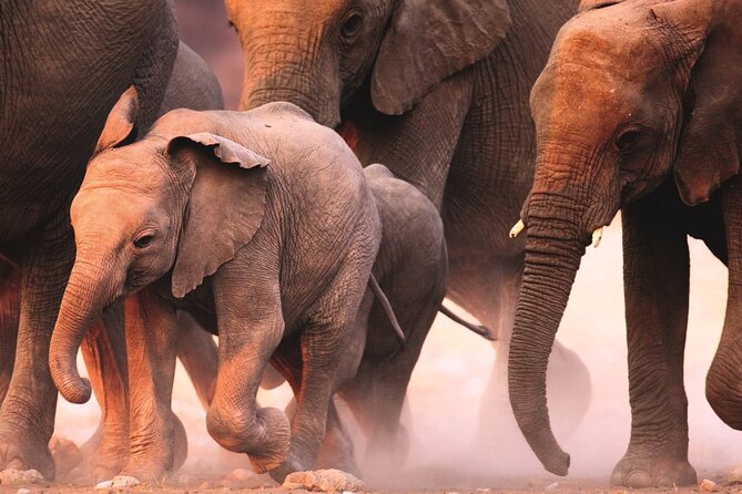 Full Day Safari to Mikumi National Park from Zanzibar with Lunch - Final Call: Should You Book This Full-Day Mikumi Safari?