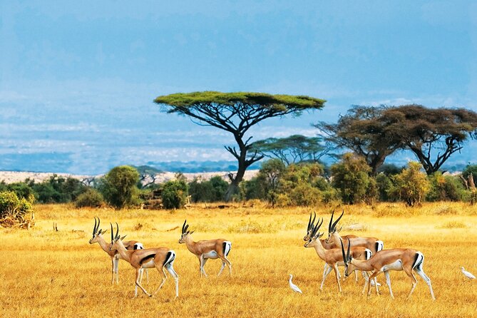 Full Day Safari to Mikumi National Park from Zanzibar with Lunch - FAQ