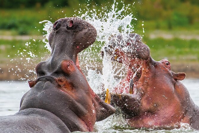 Full Day Safari to Mikumi National Park from Zanzibar with Lunch - Mikumi National Park Safari: Lions, Buffalo Crossings, and the Mkata River Area
