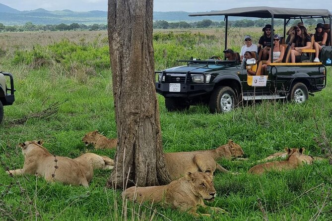 Full-Day Safari Tour from Mikumi National Park of Zanzibar - Key Highlights You’ll Feel Immediately