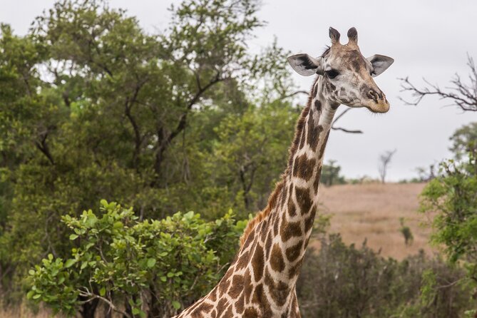 Full-Day Safari Tour from Mikumi National Park of Zanzibar - Birds in Mikumi: The Side Quest That Becomes the Main Event