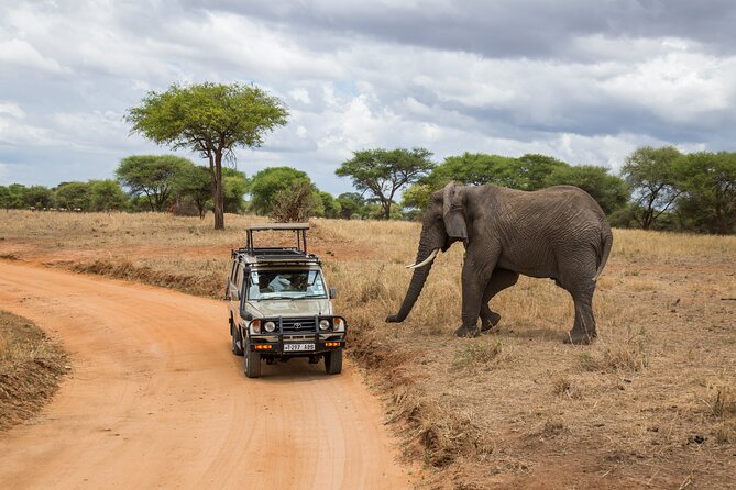 Full-Day Safari Tour from Mikumi National Park of Zanzibar - The Human Factor: What Makes This Tour Feel Well Run