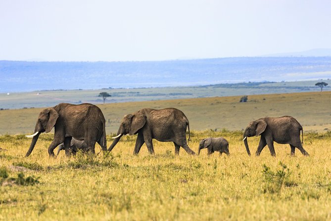 Full-Day Serengeti Tour from Mwanza - Key points I think are most useful