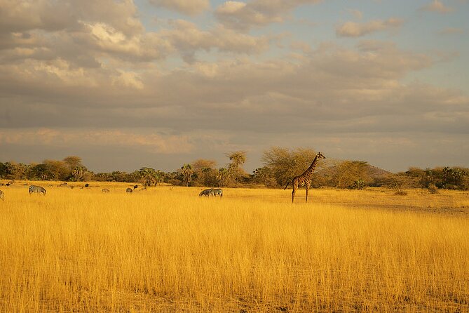 Full-Day Serengeti Tour from Mwanza - Breakfast outside the gates: a quick reset before the real drive