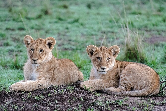 Full-Day Serengeti Tour from Mwanza - Big value checklist: what is included and what costs extra