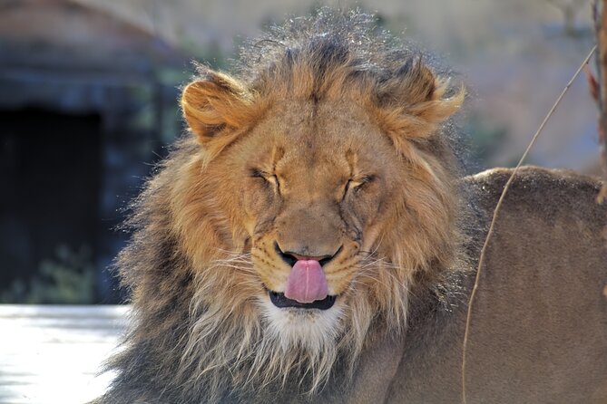 Full-Day Serengeti Tour from Mwanza - Grumet River morning: crocodiles, hippos, and predators in the mix