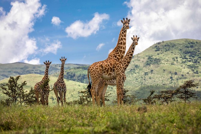 Full Day To Arusha National Park - Entering Arusha NP Gate, what you should look for first