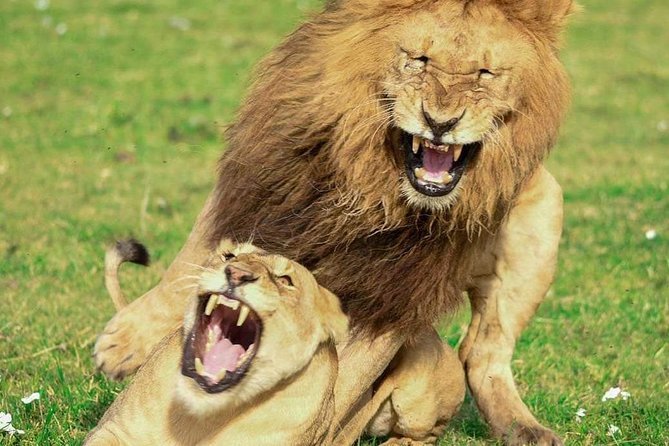 Full Day To Arusha National Park - Walking safari with an armed ranger, what it feels like