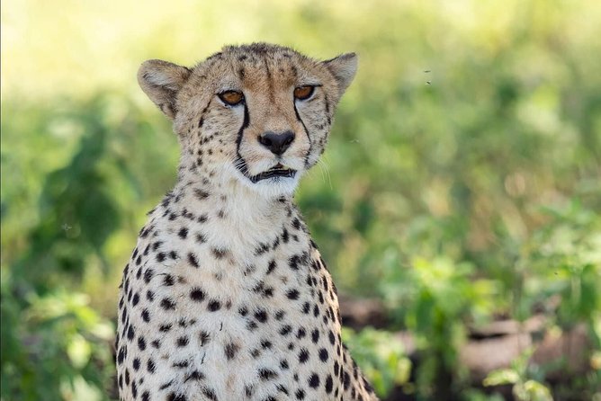 Full Day To Arusha National Park - Who should book this full day Arusha NP tour