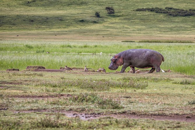 Full Day To Arusha National Park - Forest birding and colobus monkeys, where the real fun happens
