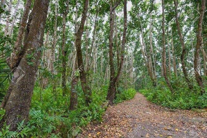 Full-day Tour Mnemba Jozani Forest Kuza Cave Paje Beach The Rock - Guide Quality: Names You’ll Hear, and Why That Matters
