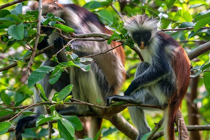 Full-day Tour Mnemba Jozani Forest Kuza Cave Paje Beach The Rock - Jozani Chwaka Bay National Park: The Red Colobus Moment
