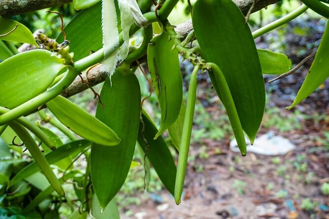 Full Day Tour Stone Town (City tour)+Prison Island and Spice Farm - Timing, pacing, and what to bring for an 8 hour Zanzibar day