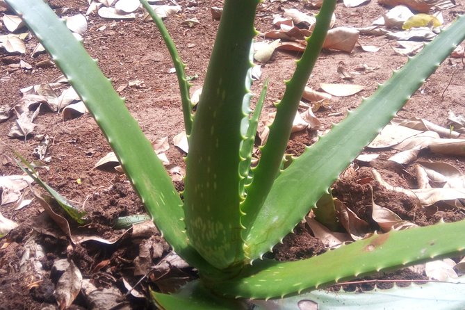 Full day trip (Spice tour, Prison island and Stone Town tour ) - Jambo Spice Farm: spices you can name, touch, and taste