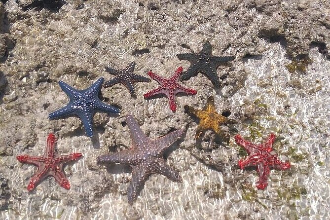 Fullday trip to Pungume and Uzi Island for Snorkeling and more - Price and value at $189.99: why it can feel worth it