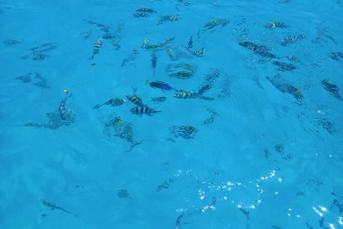 Fullday trip to Pungume and Uzi Island for Snorkeling and more - Pungume Island Reef snorkeling: the fish list and how to spot them